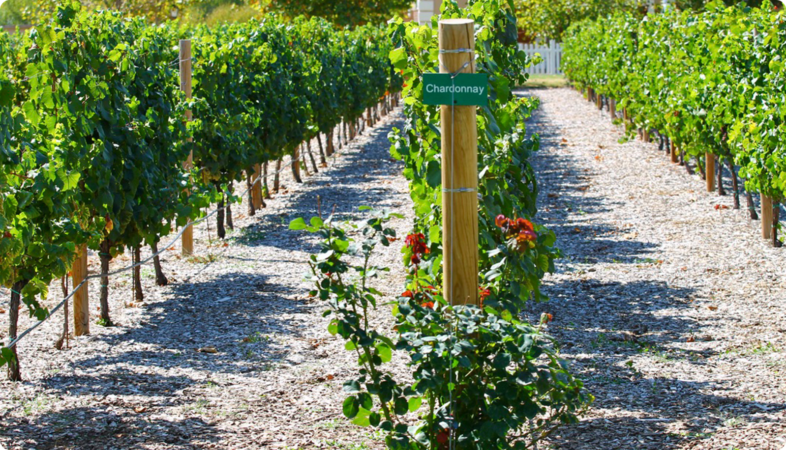 Chardonnay: The versatile white grape