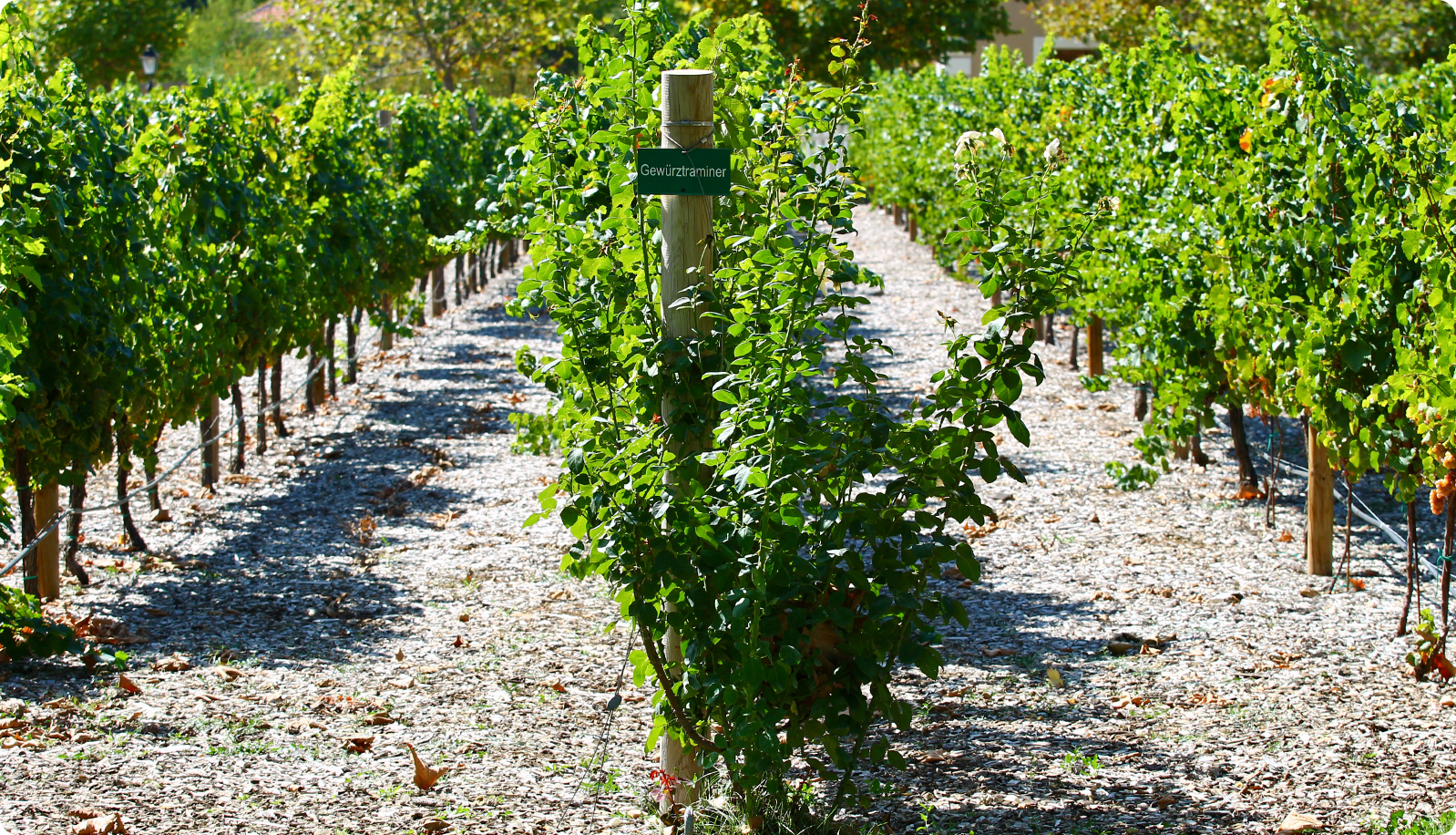 Traminer / Gewürztraminer: From dry through off-dry to sweet white wines that taste of ginger and honey