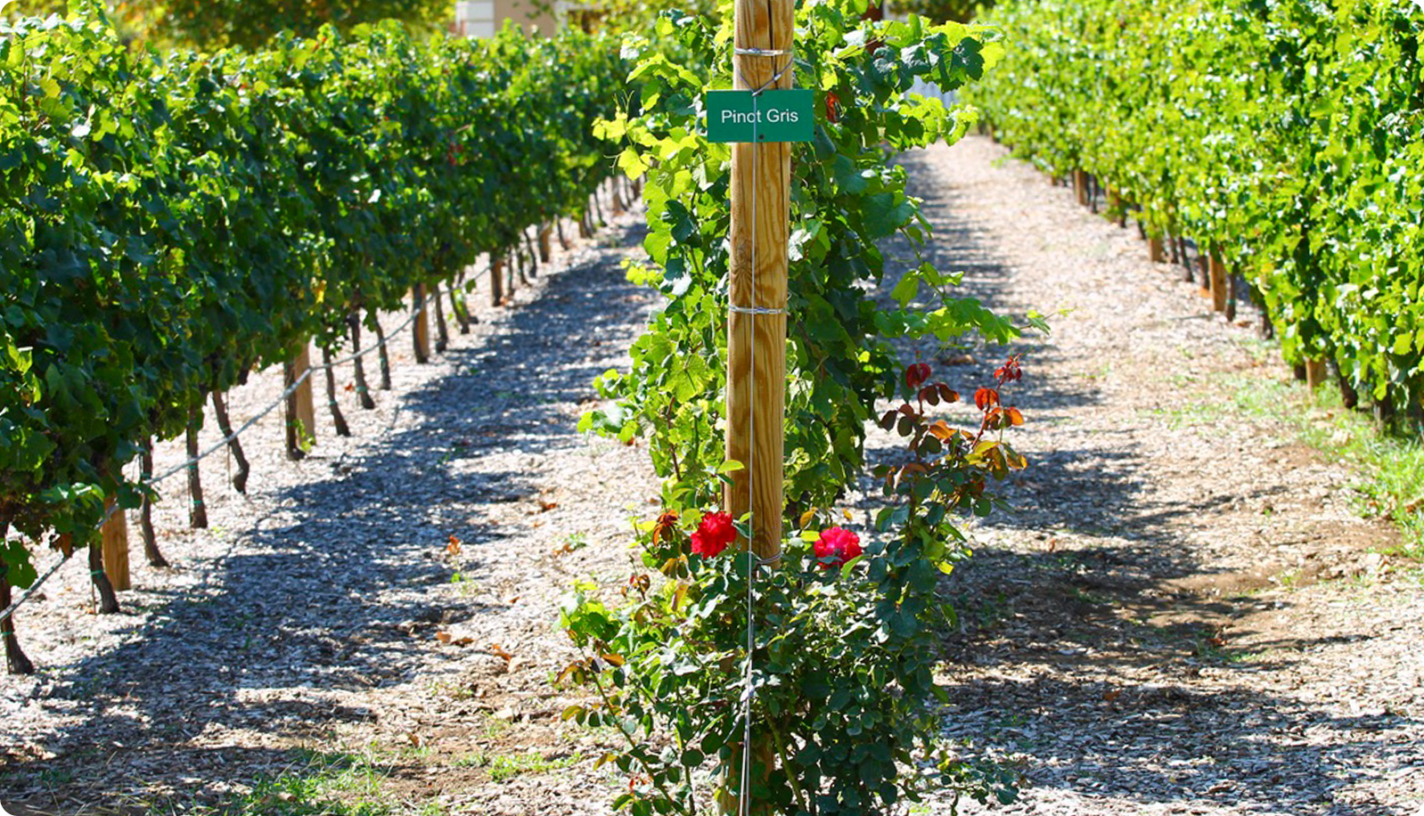 Pinot Gris / Pinot Grigio: Sunny, energetic, vibrant white