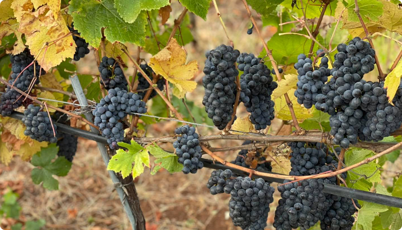 The story of Pinot Noir