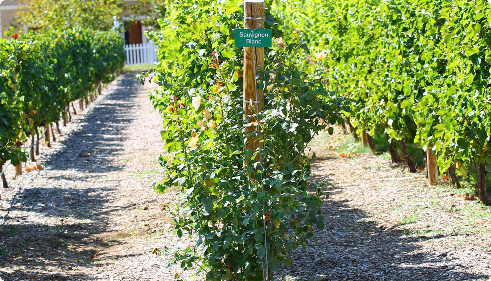 Sauvignon Blanc: The crisp and refreshing white