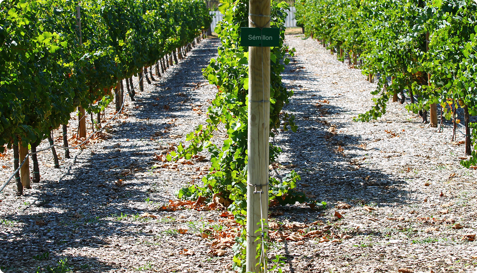 Semillon: Dry medium bodied wines with lemon notes