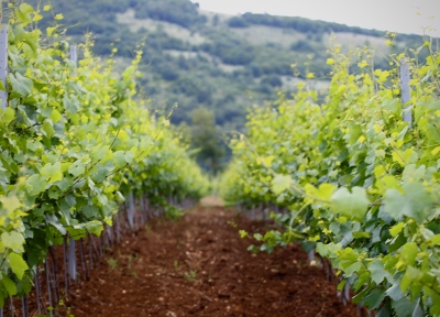 Midalidare’s Grape Varieties: Chardonnay – The variety and the terroirs