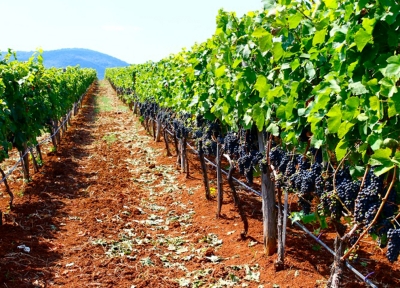 Midalidare’s Grape Varieties: Malbec – Wines & Winemaking