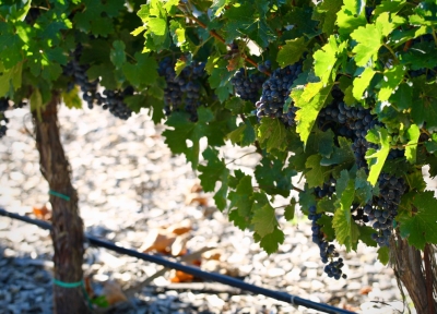 Midalidare’s Grape Varieties: Syrah in a nutshell