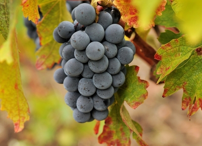 Midalidare’s grape varieties: Meunier in a nutshell