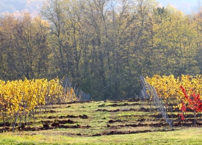 Midalidare’s grape varieties: Meunier - The variety and the terroirs