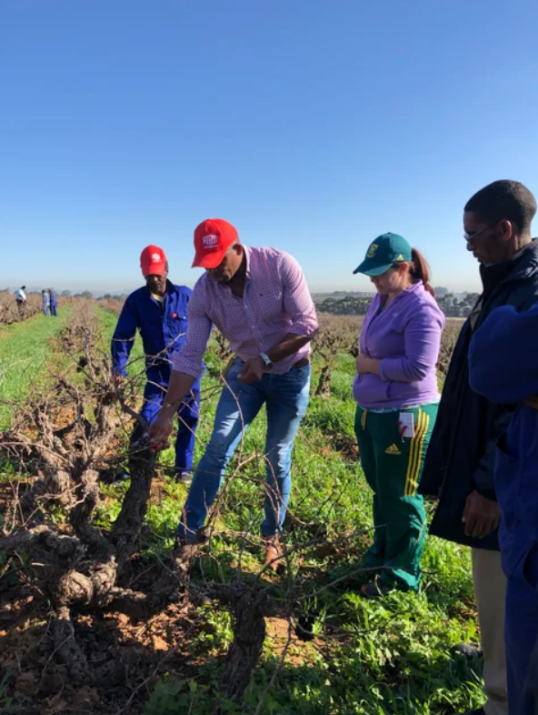 Old vine pruning in South Africa