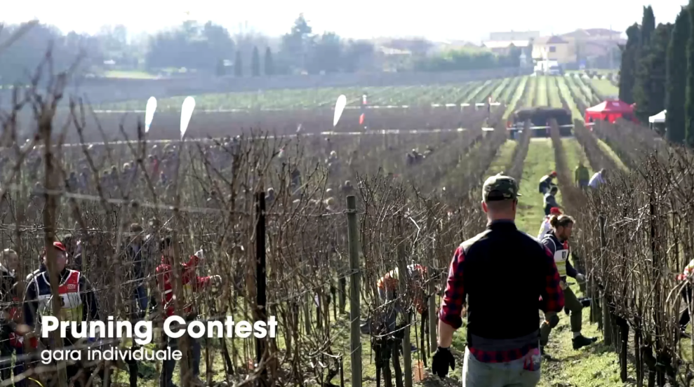 Pruning Contest in Iitaly