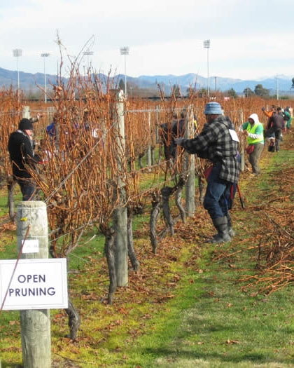 Vine pruning in New Zealand