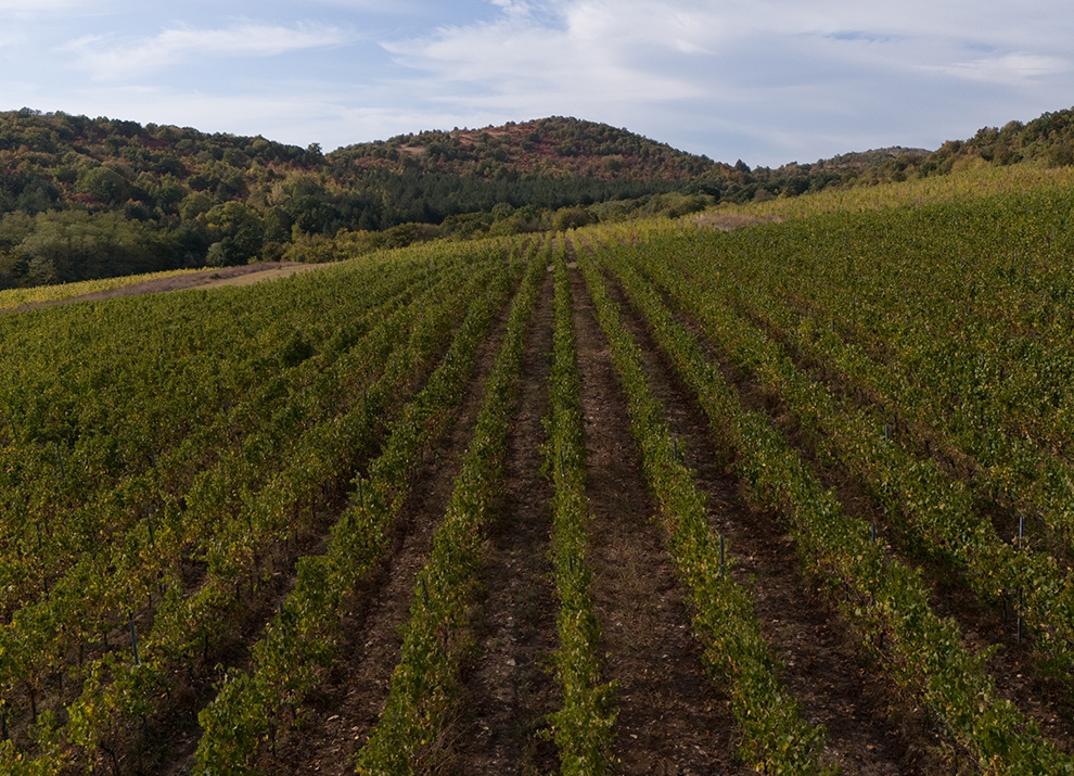 Midalidare’s grape varieties: Pinot Noir - The variety and the terroirs