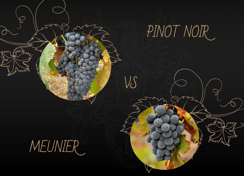 Pinot Noir vs Meunier