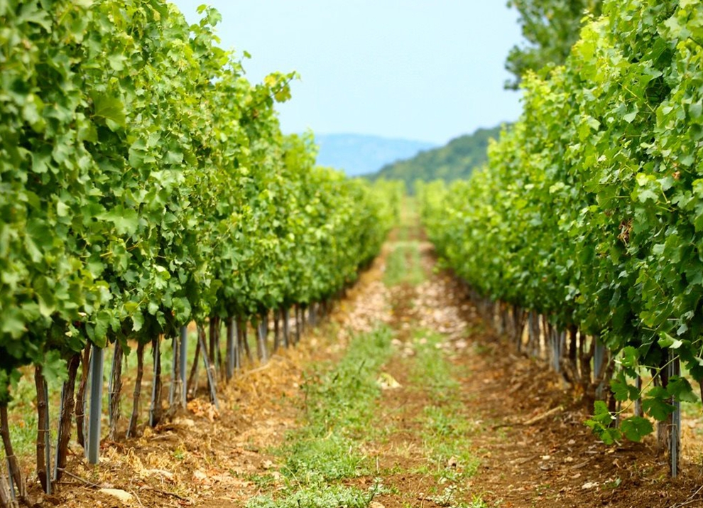 Midalidare’s grape varieties: Sauvignon Blanc - The variety and the terroirs