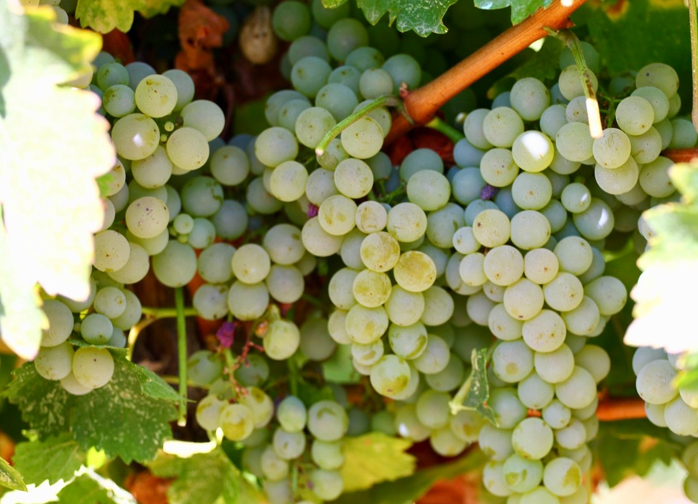 Midalidare’s Grape Varieties: Sauvignon Blanc in a nutshell