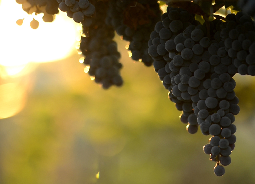 Midalidare’s Grape Varieties: Malbec in a nutshell