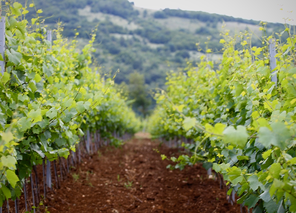 Midalidare’s Grape Varieties: Chardonnay – The variety and the terroirs