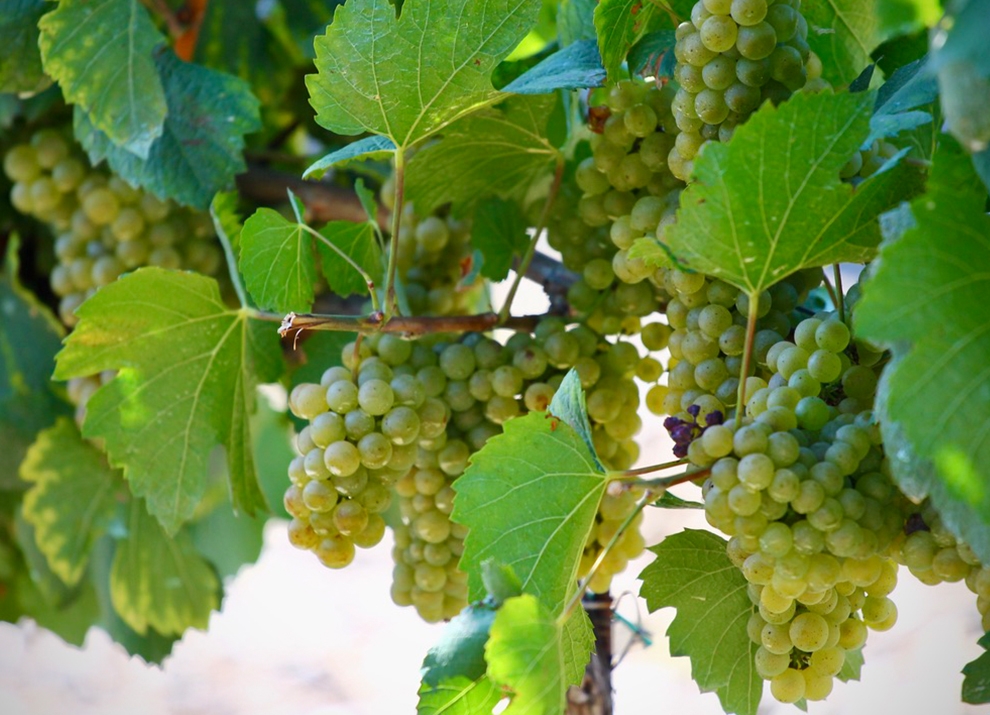 Midalidare’s Grape Varieties: Chardonnay in a nutshell
