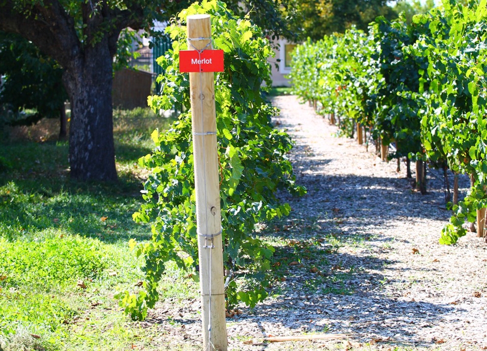 Midalidare’s grape varieties: Merlot - The variety