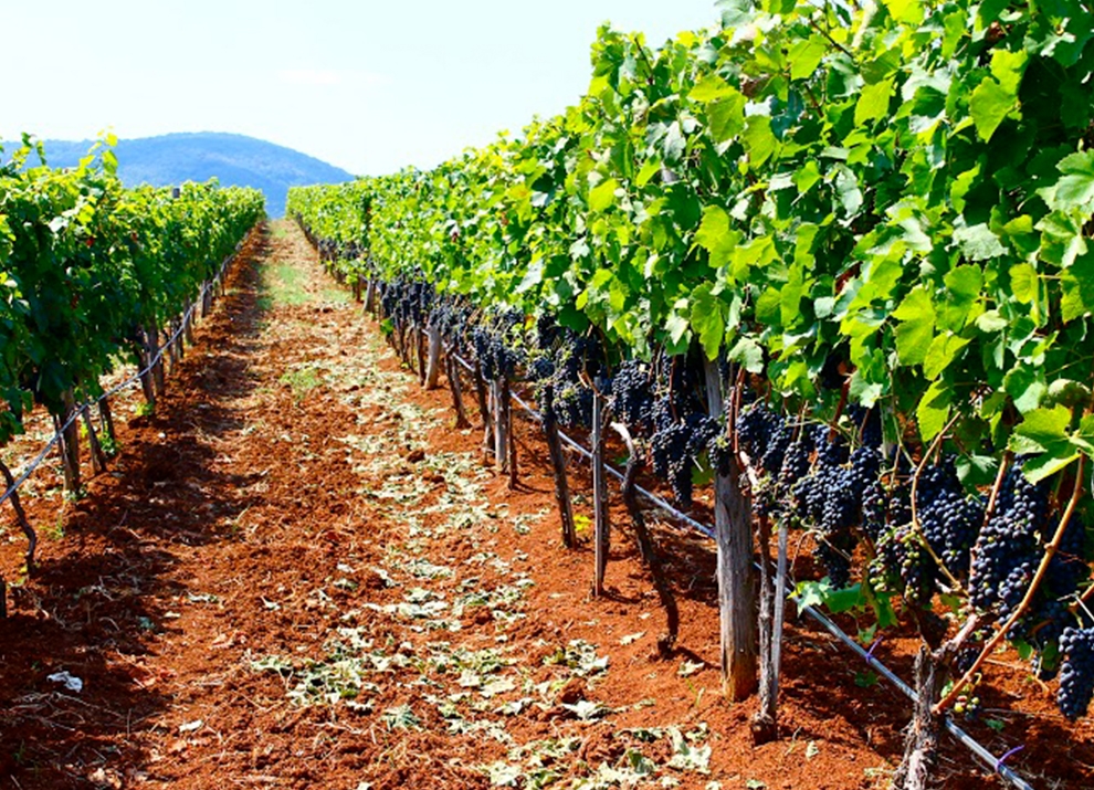 Midalidare’s Grape Varieties: Malbec – The variety and the terroirs