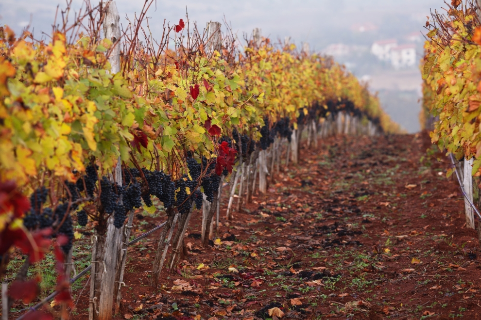 Midalidare Vineyards Dabovets Syrah