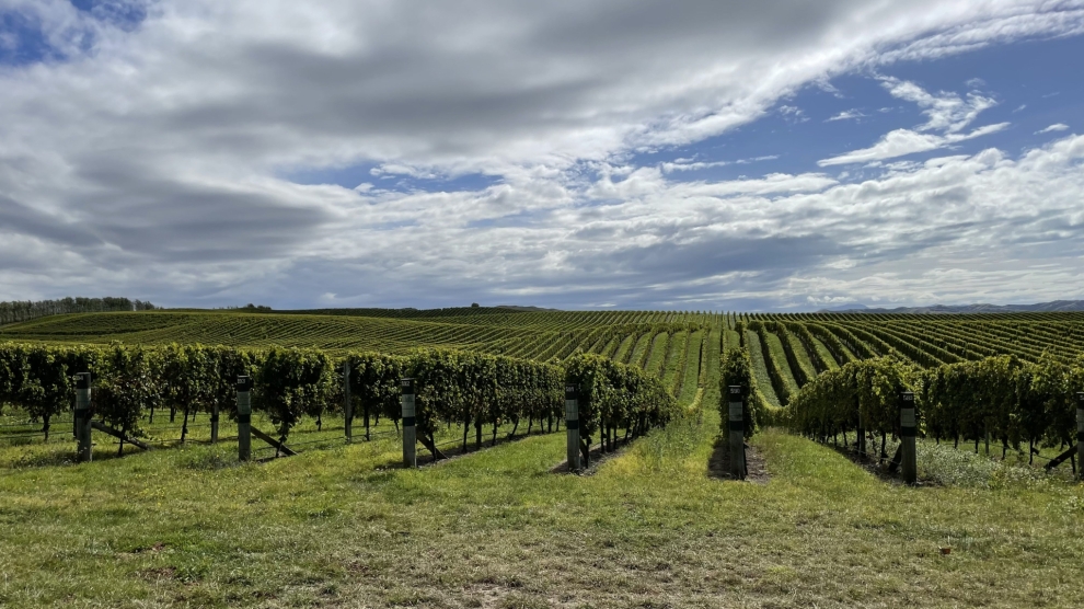 Craiglochart vineyard 2023_7