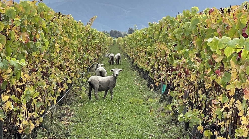 Craiglochart vineyard 2023_8
