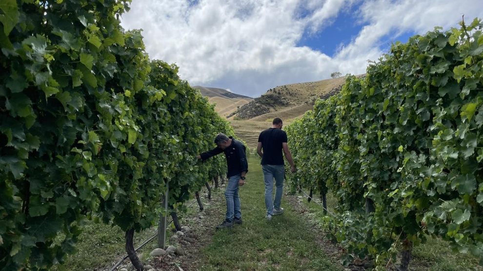 Craiglochart vineyard 2024_1