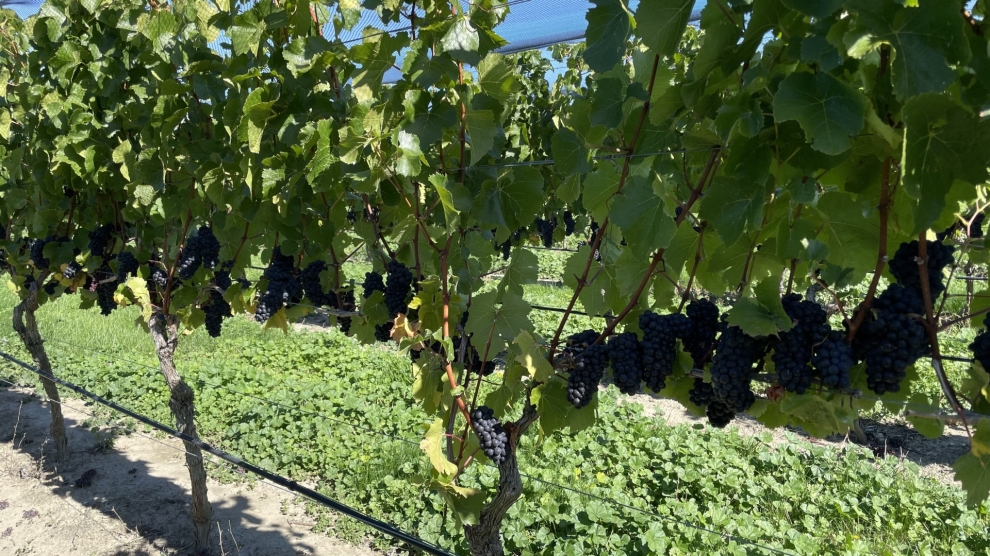 Stag's Run vineyard 2023_3