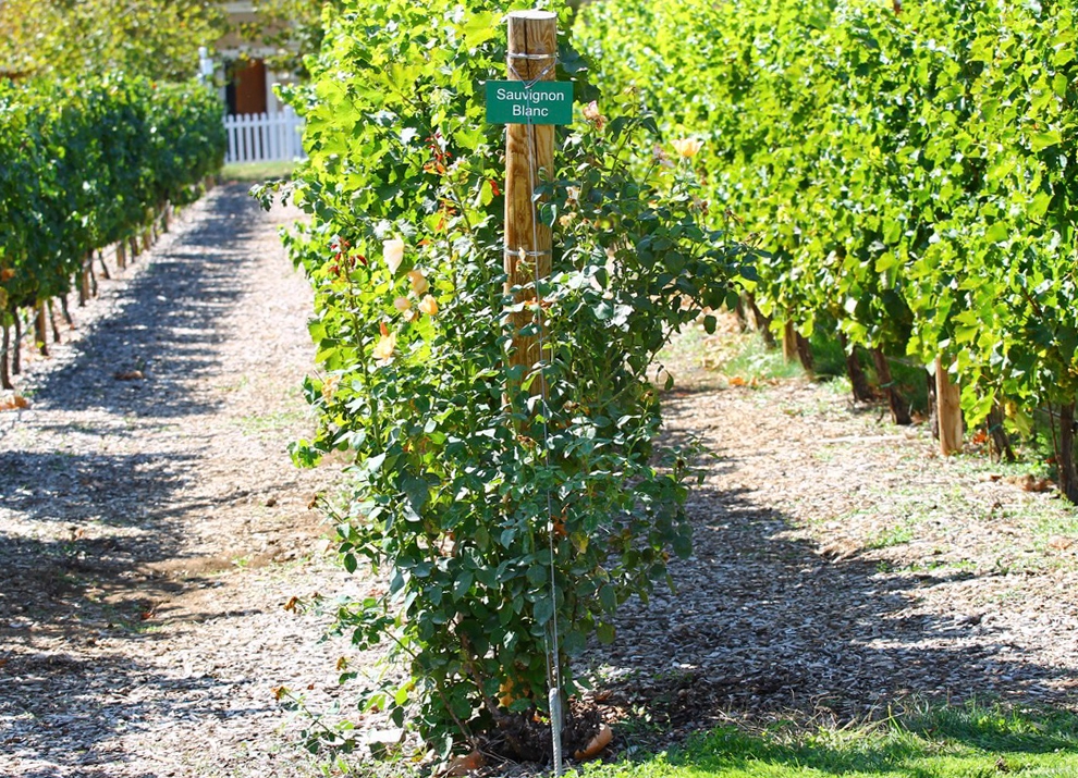 Midalidare’s Grape Varieties: Sauvignon Blanc in a nutshell