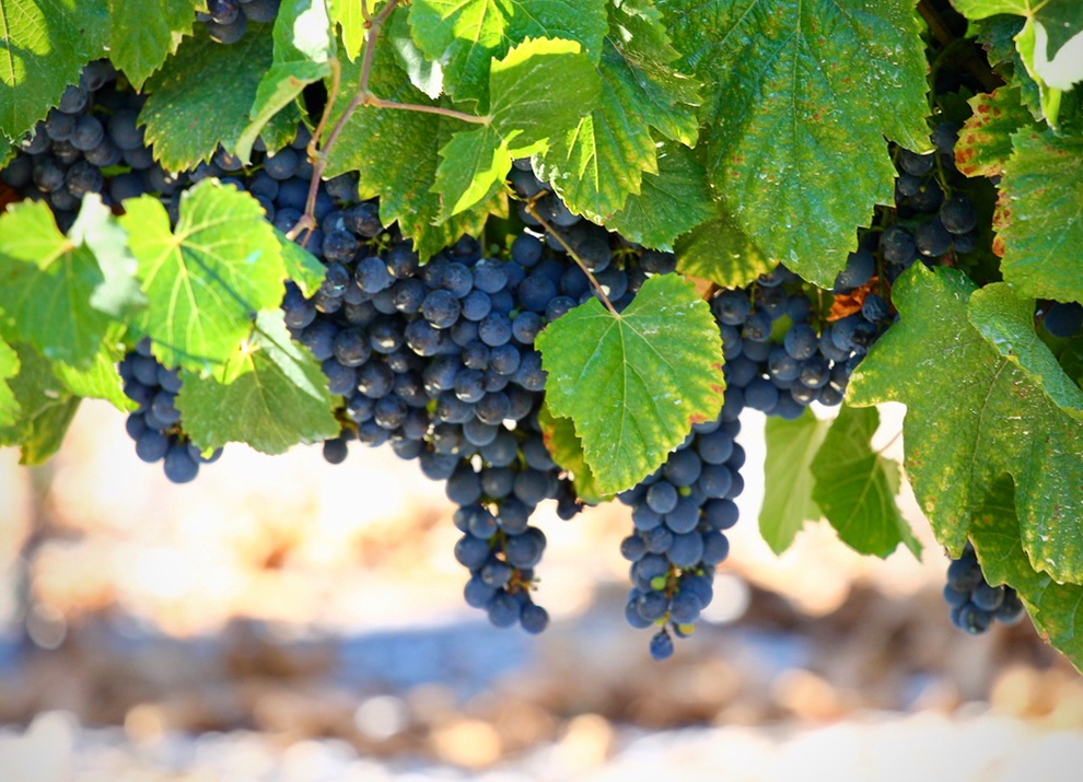 Midalidare’s grape varieties: Merlot in a nutshell
