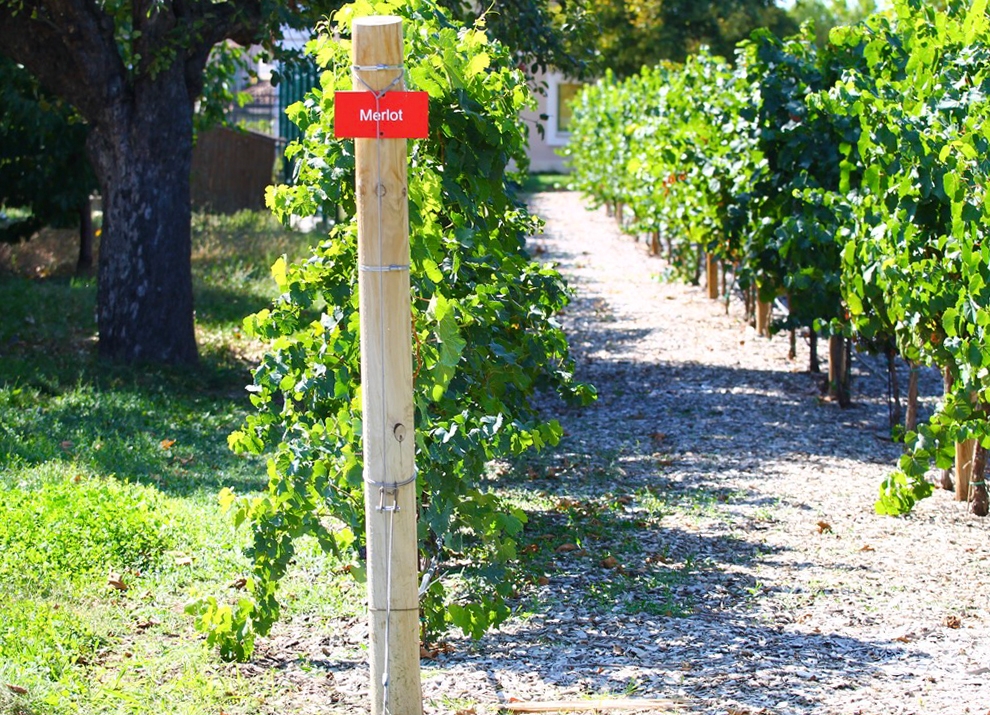 Midalidare’s grape varieties: Merlot - The variety and the terroirs