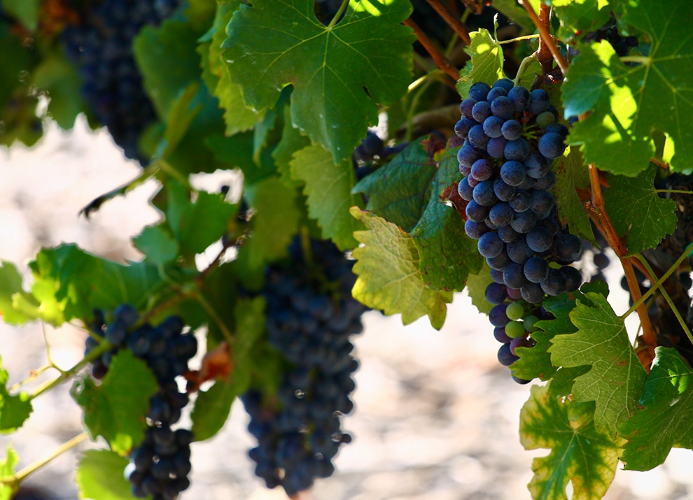 Midalidare’s grape varieties: Mourvedre - The variety