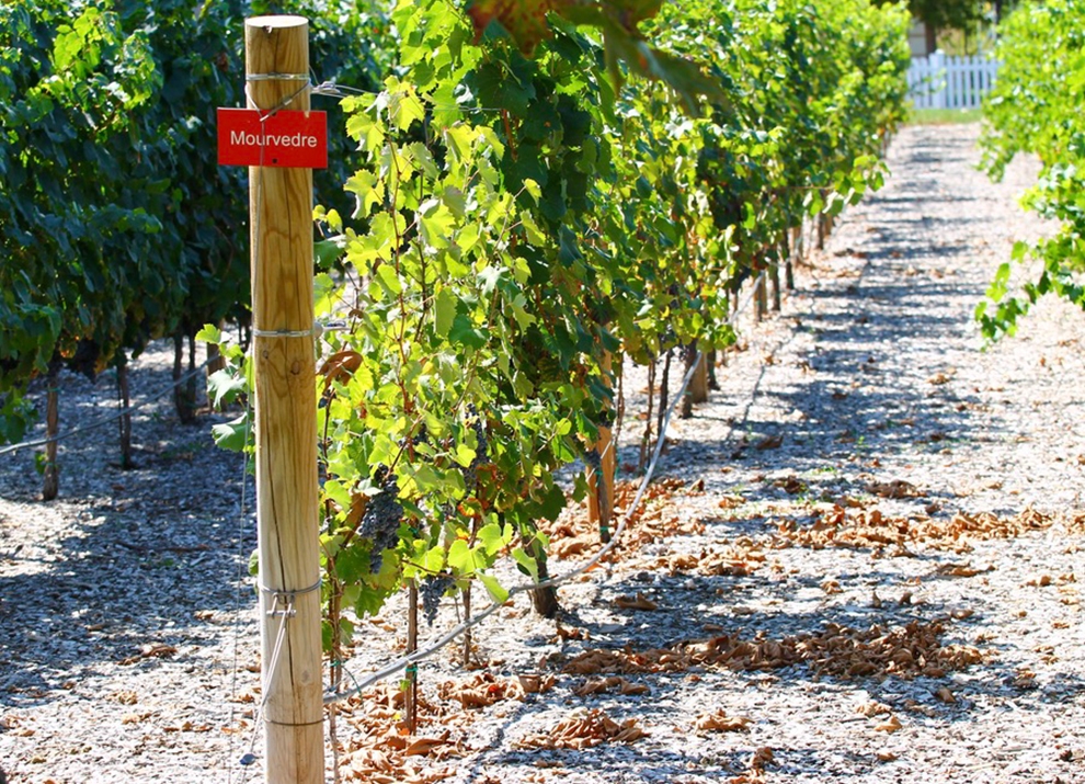 Midalidare’s grape varieties: Mourvedre - The terroir