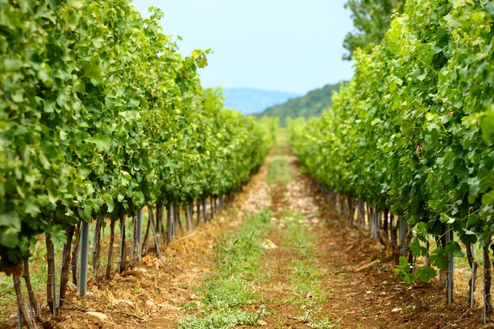Shipkata vineyard - Sauvignon Blanc