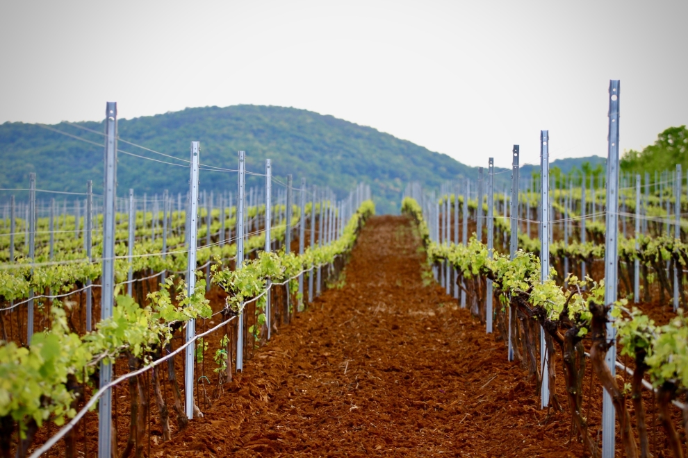 Dabovets vineyard
