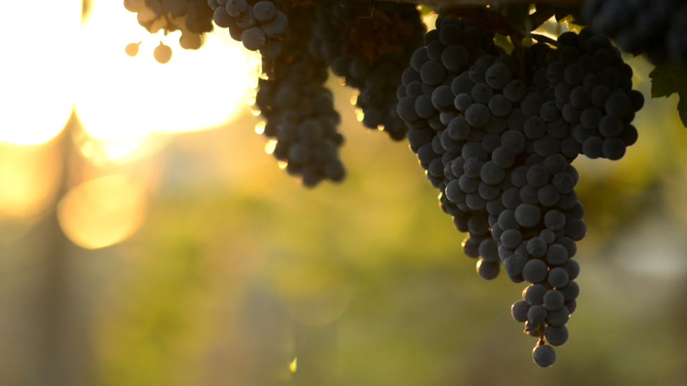 Dabovets vineyard - Malbec