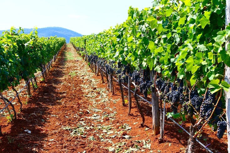 Dabovets vineyard