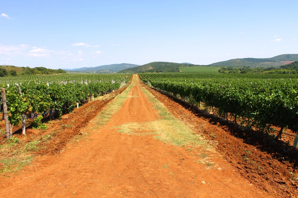 Dabovets vineyard