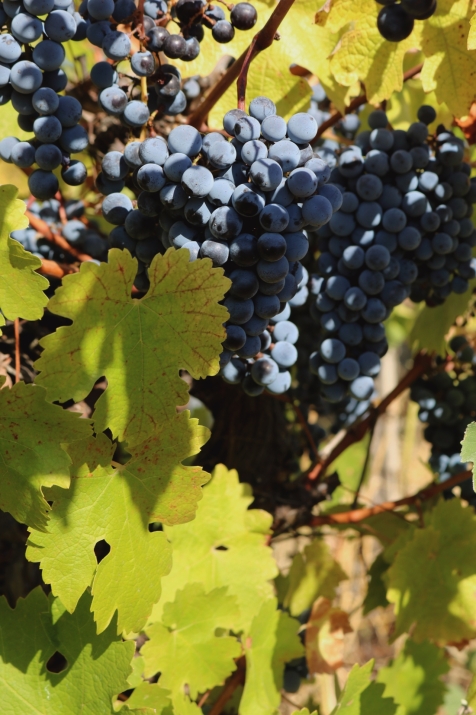 Midalidare varieties Tannat