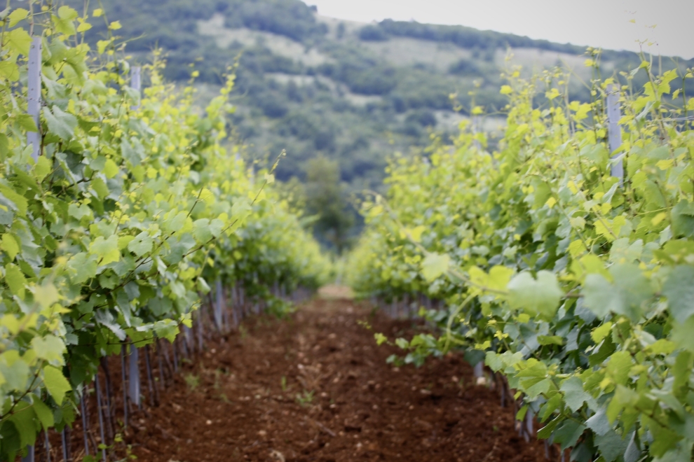 Dabovets vineyard - Chardonnay