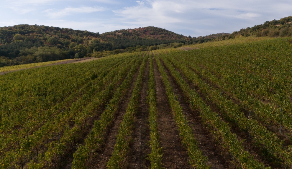 Dabovets vineyard - Chardonnay
