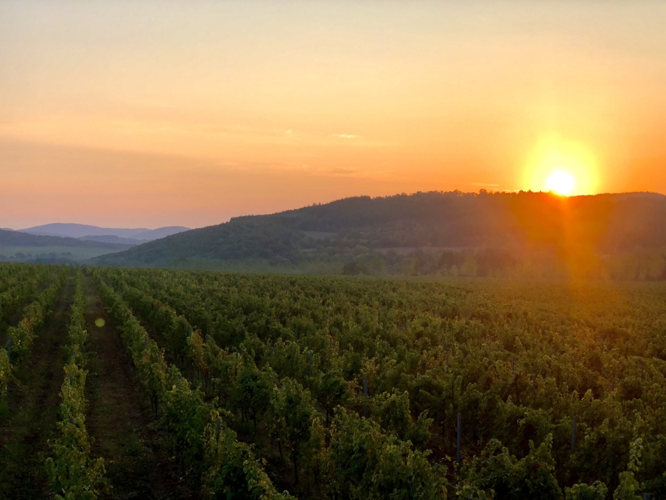 Midalidare Shipkata vineyard Sauvignon Blanc Autumn 3
