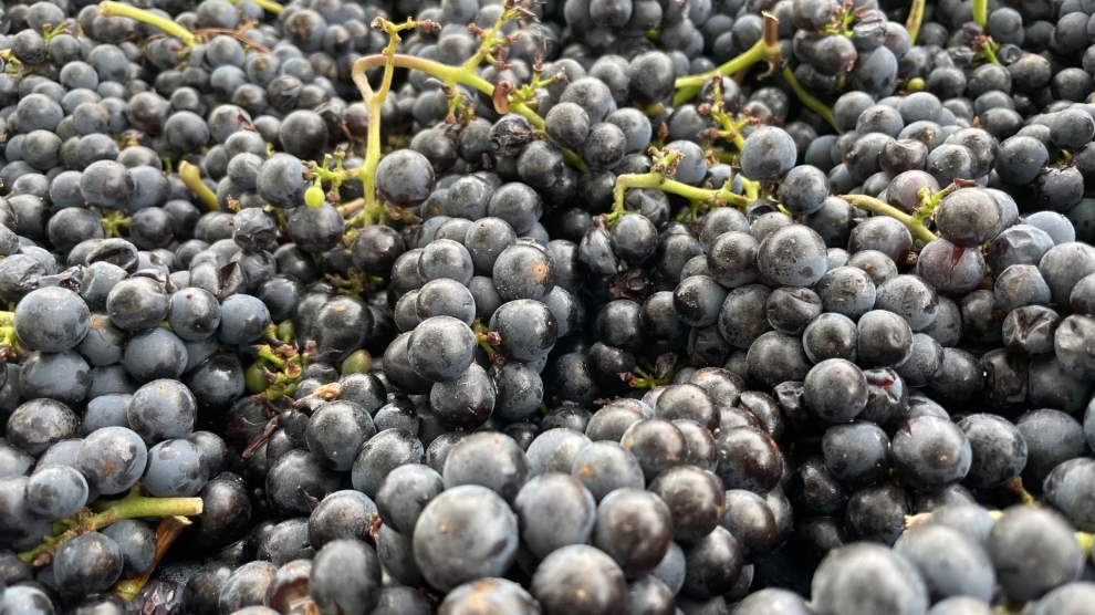 Pinot Noir from Stag's Run 2023_2