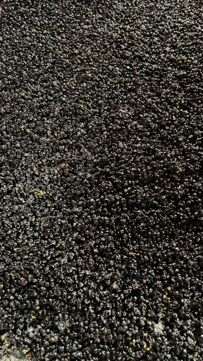 Pinot Noir fermentation 2024