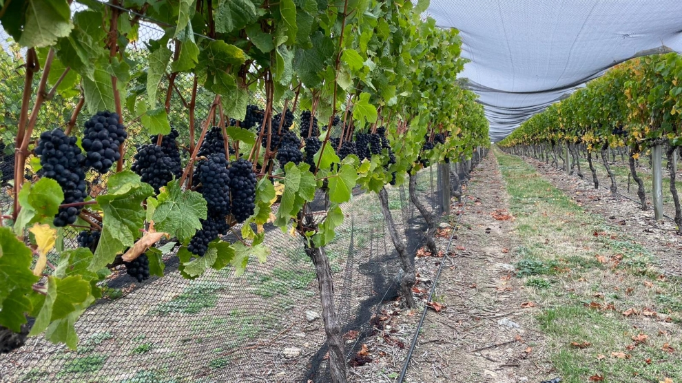 Stag's Run vineyard 2024_1