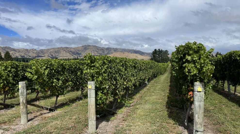 Stag's Run vineyard 2024_2
