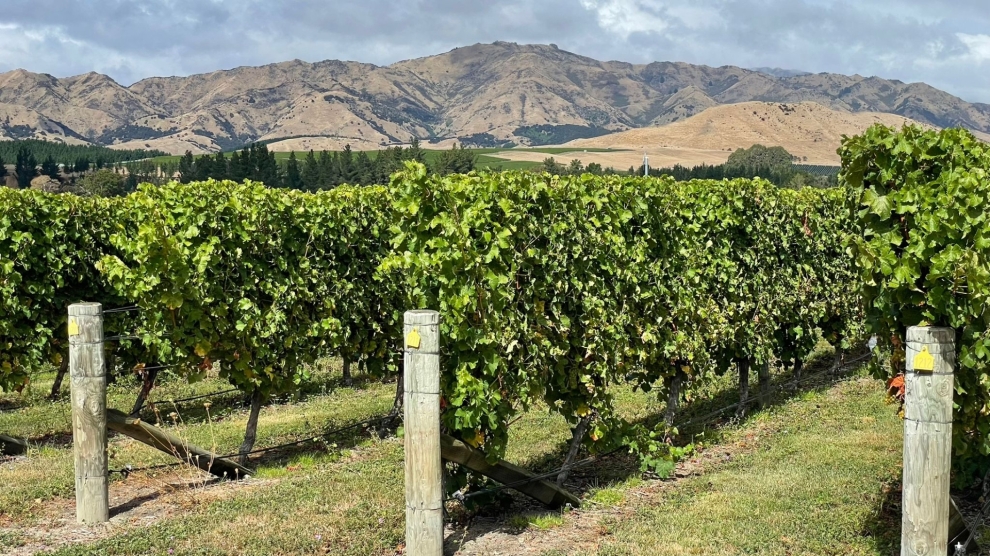 Stag's Run vineyard 2025_3