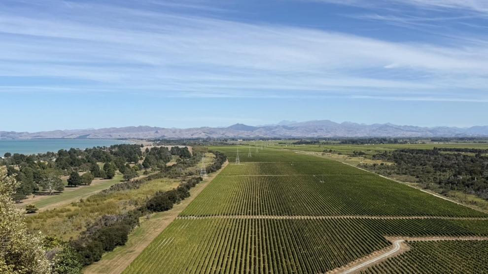 Stag's Run vineyard 2026_1