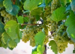 Midalidare’s Grape Varieties: Chardonnay in a nutshell