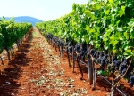 Midalidare’s Grape Varieties: Malbec – Wines & Winemaking